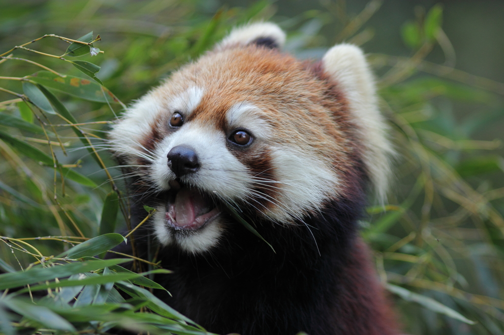 多摩動物公園