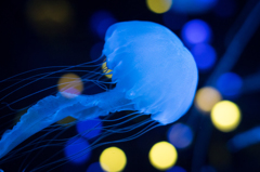 Jellyfish