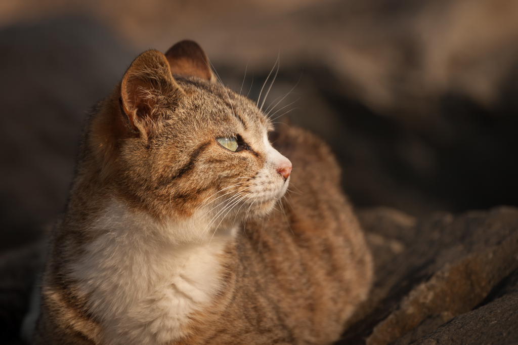 ねこ