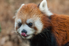 多摩動物公園