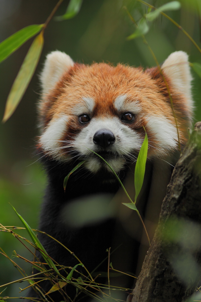 多摩動物公園