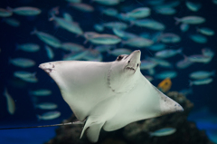 サンシャイン水族館