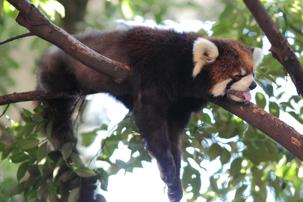上野動物園