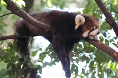 上野動物園