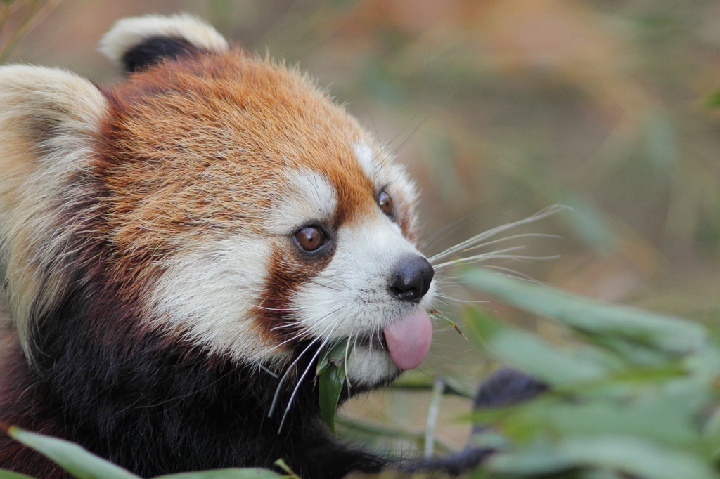 多摩動物公園