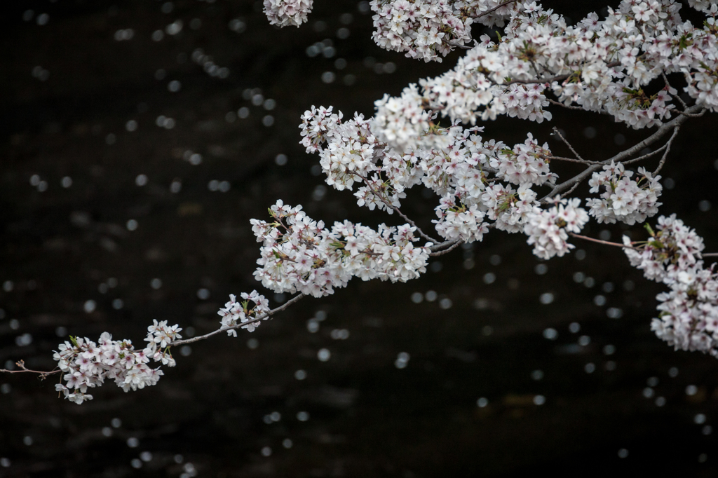 sakura