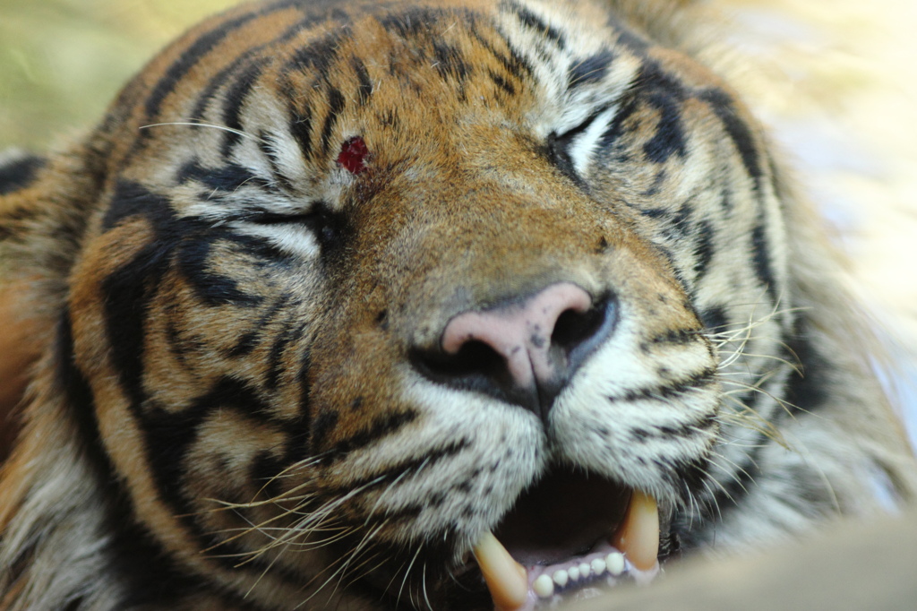 上野動物園