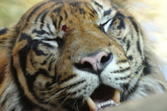 上野動物園