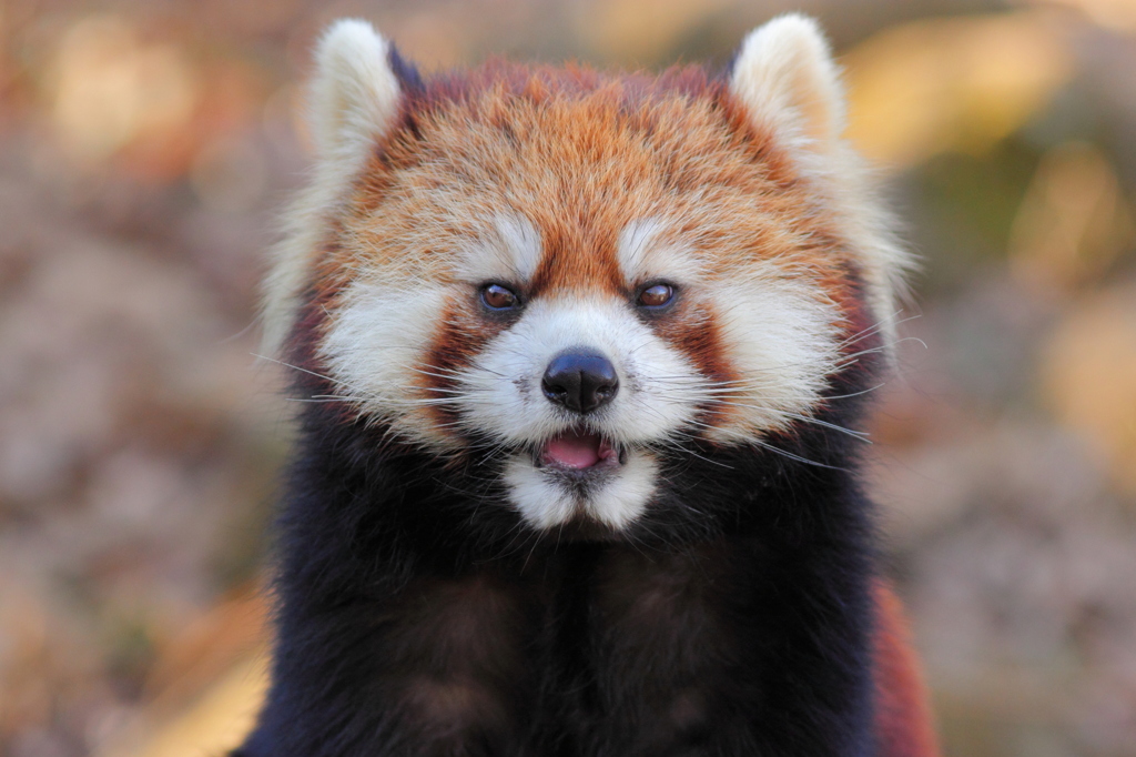多摩動物公園