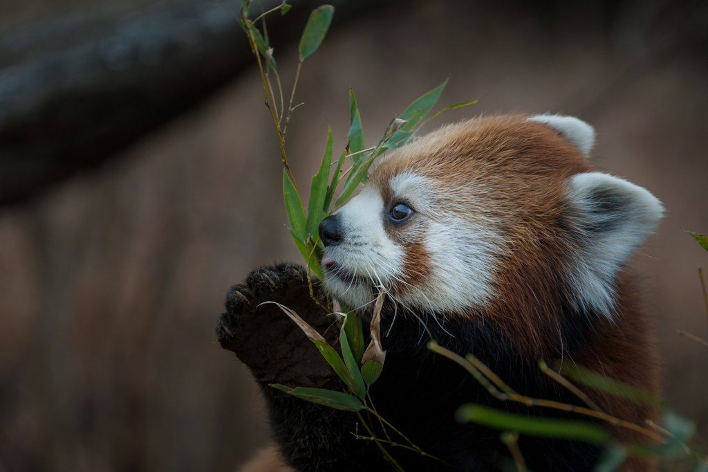 多摩動物公園