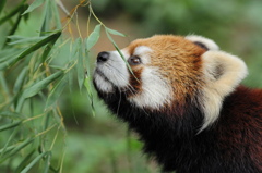 多摩動物公園
