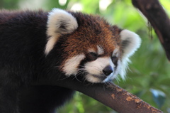 上野動物園
