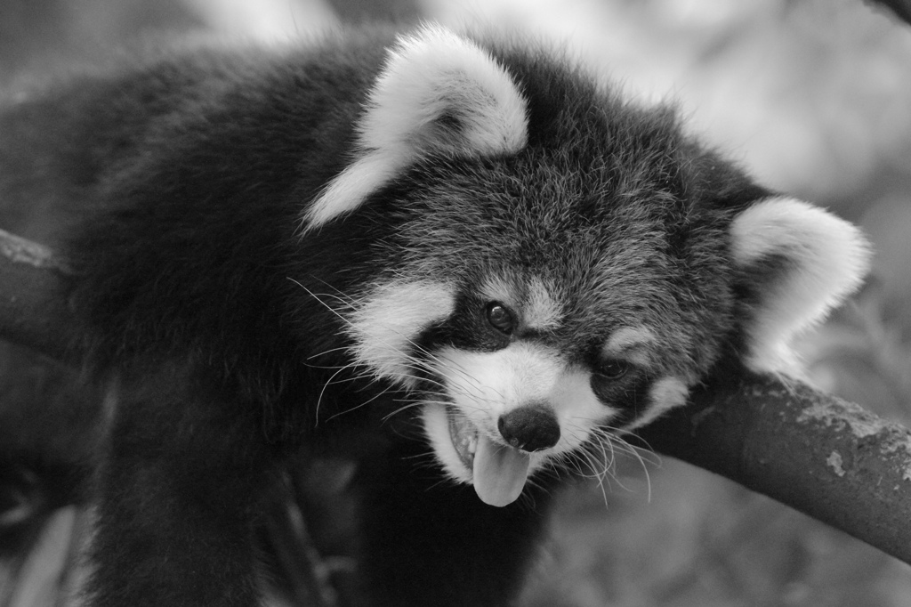 上野動物園