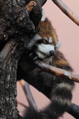 上野動物園