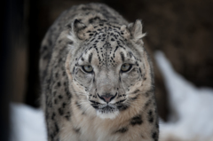 多摩動物公園