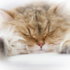 ねこ