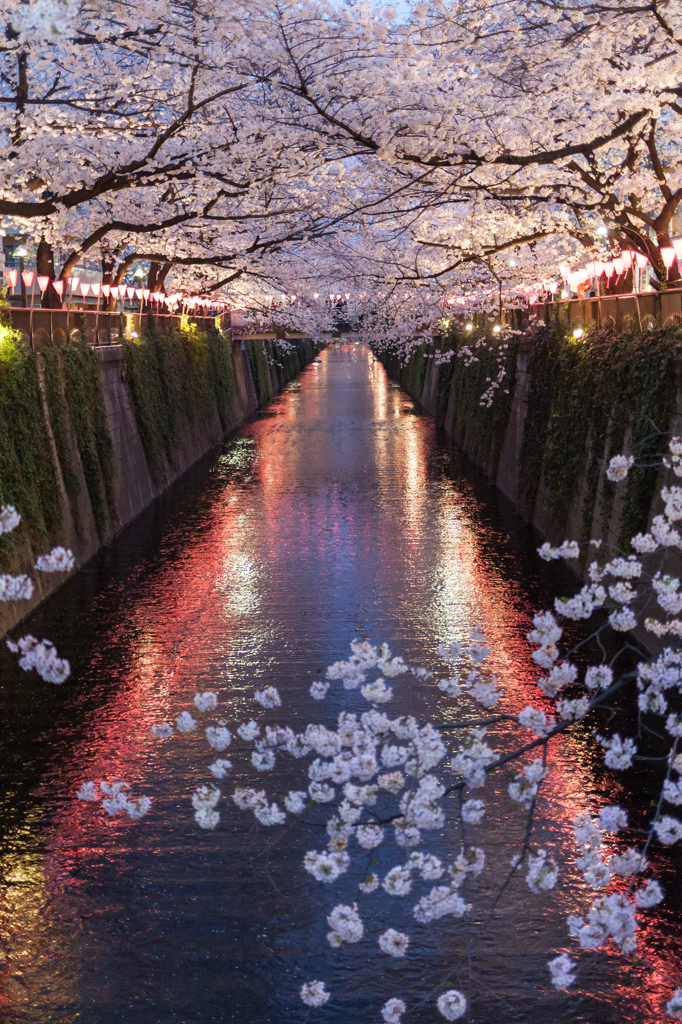 sakura