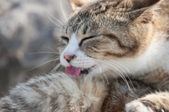 ねこ