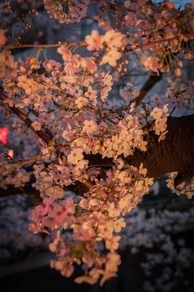 sakura