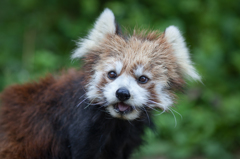 red panda