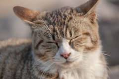ねこ