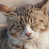 ねこ