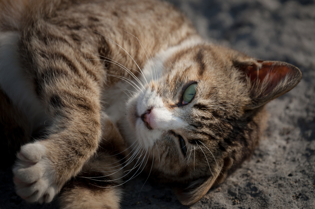 ねこ