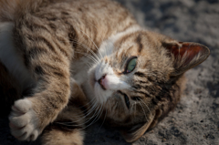 ねこ