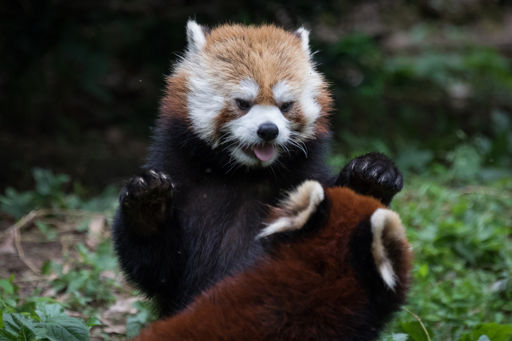 れさぱん