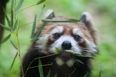 red panda