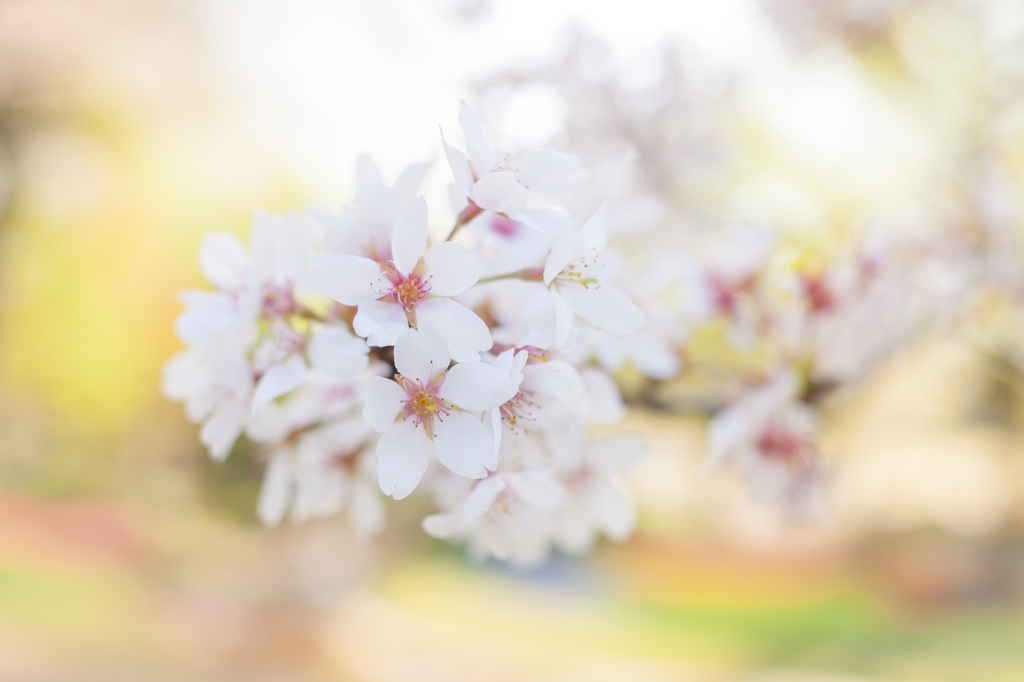 sakura