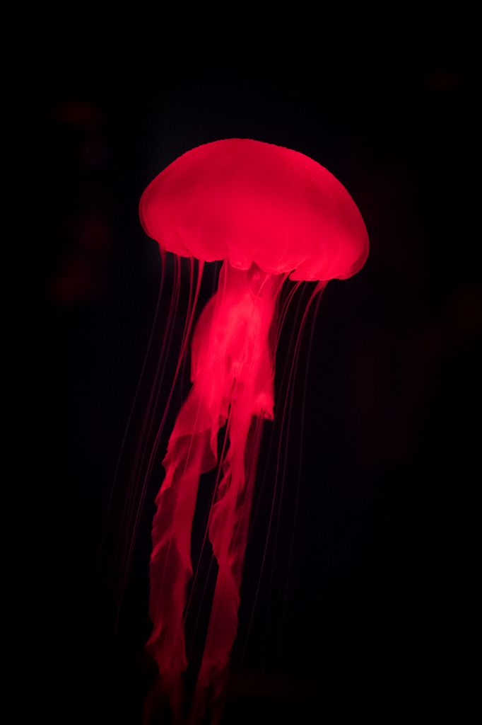 Jellyfish