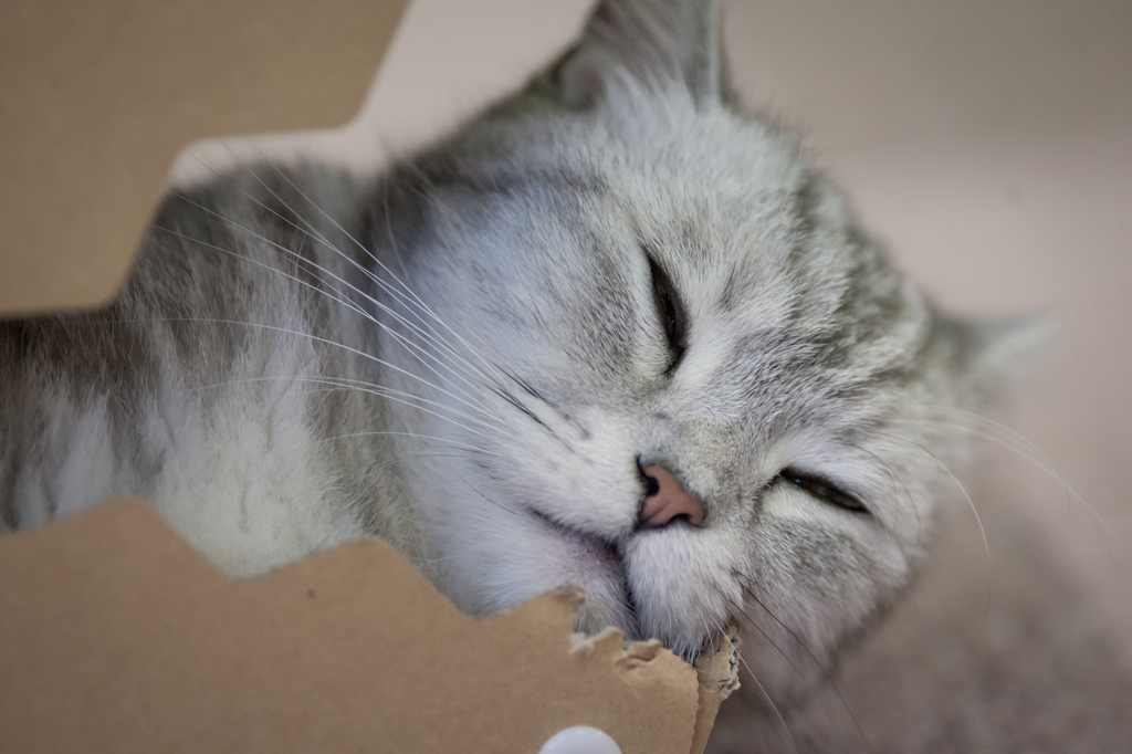 ねこ
