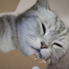 ねこ