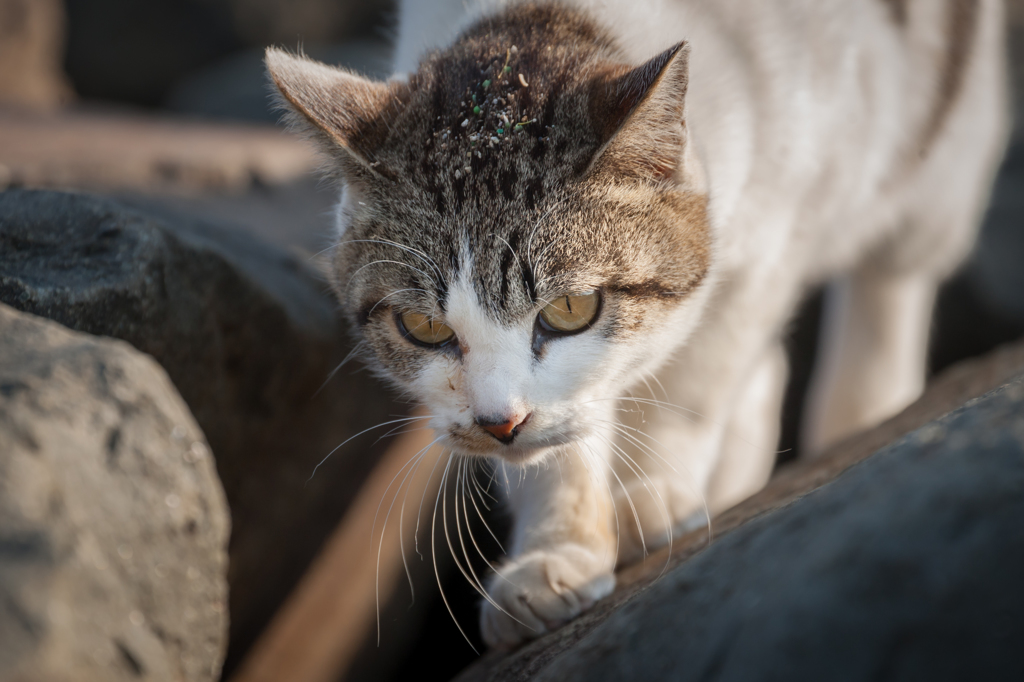 ねこ