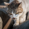 ねこ