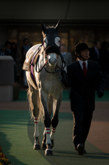 東京競馬場