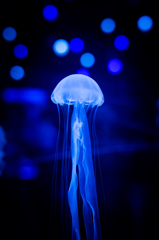 Jellyfish