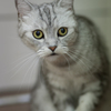 ねこ