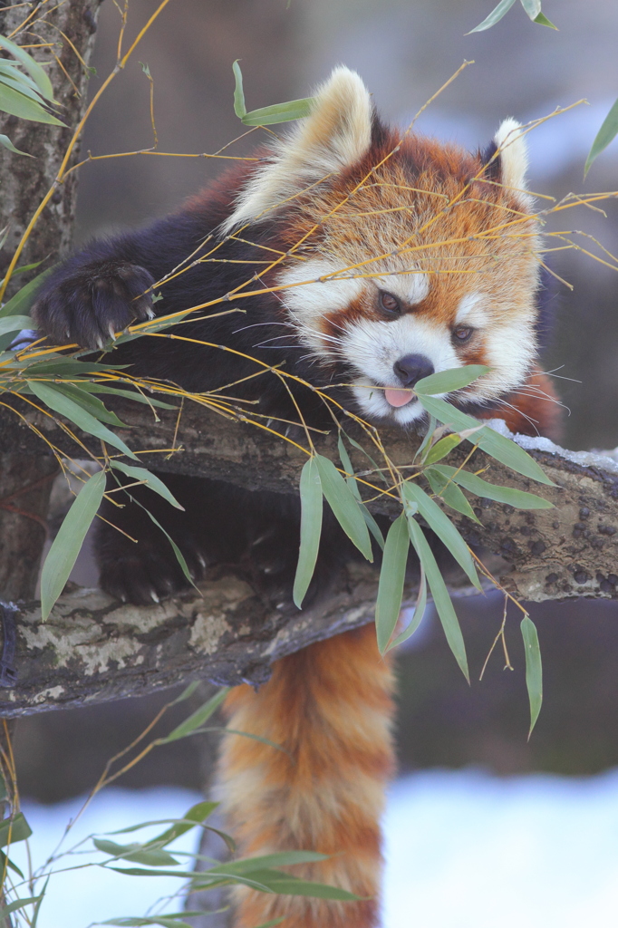 多摩動物公園