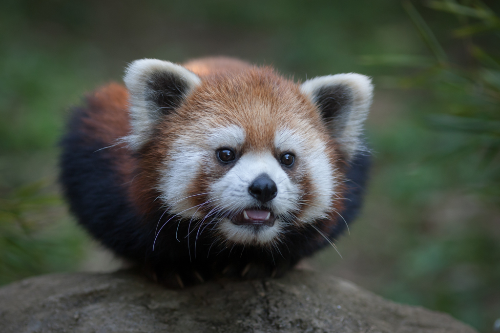 red panda
