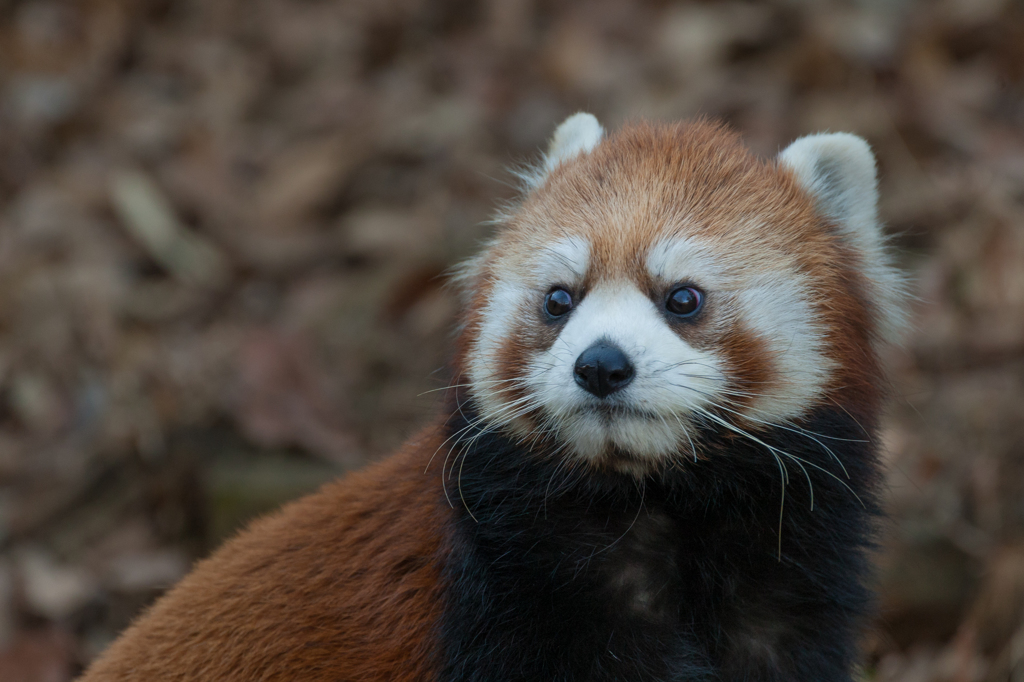 多摩動物公園