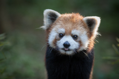 red panda