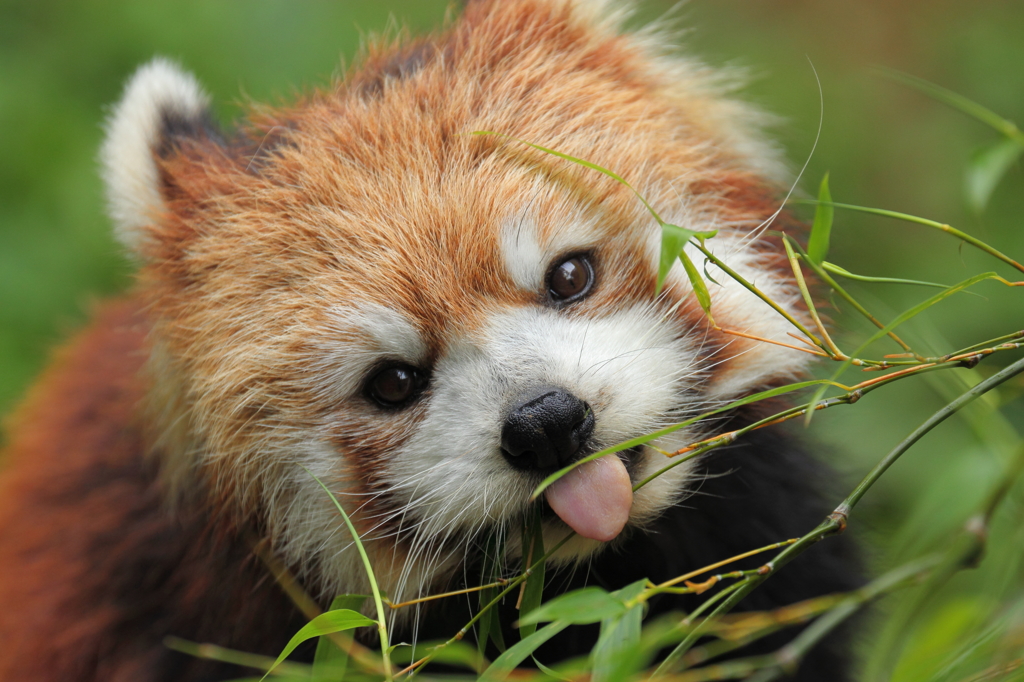 多摩動物公園