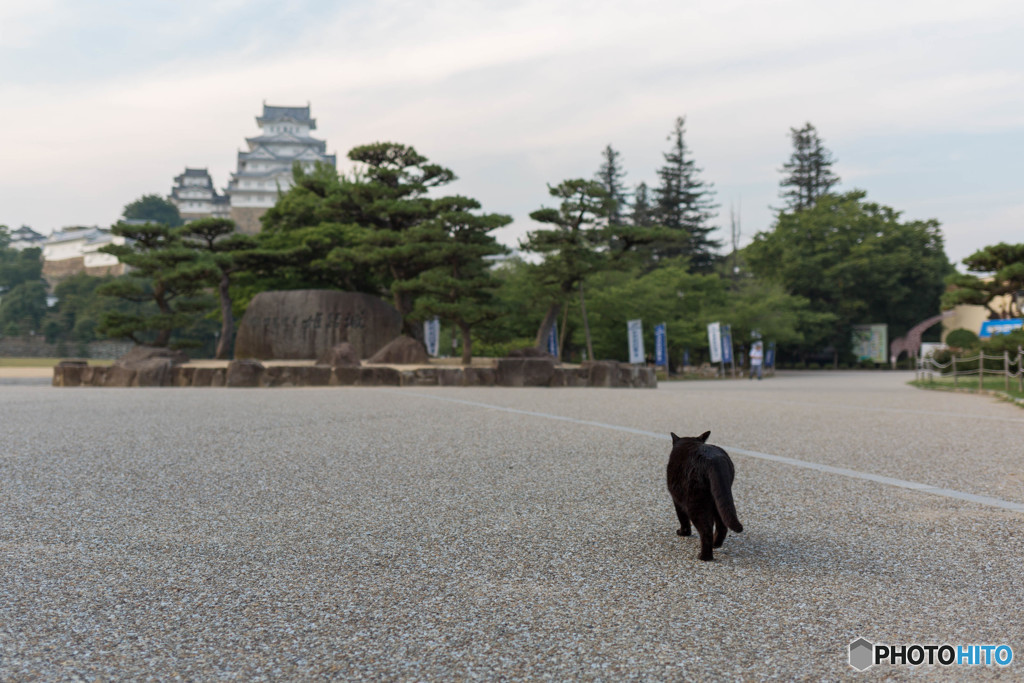 世界遺産とねこ