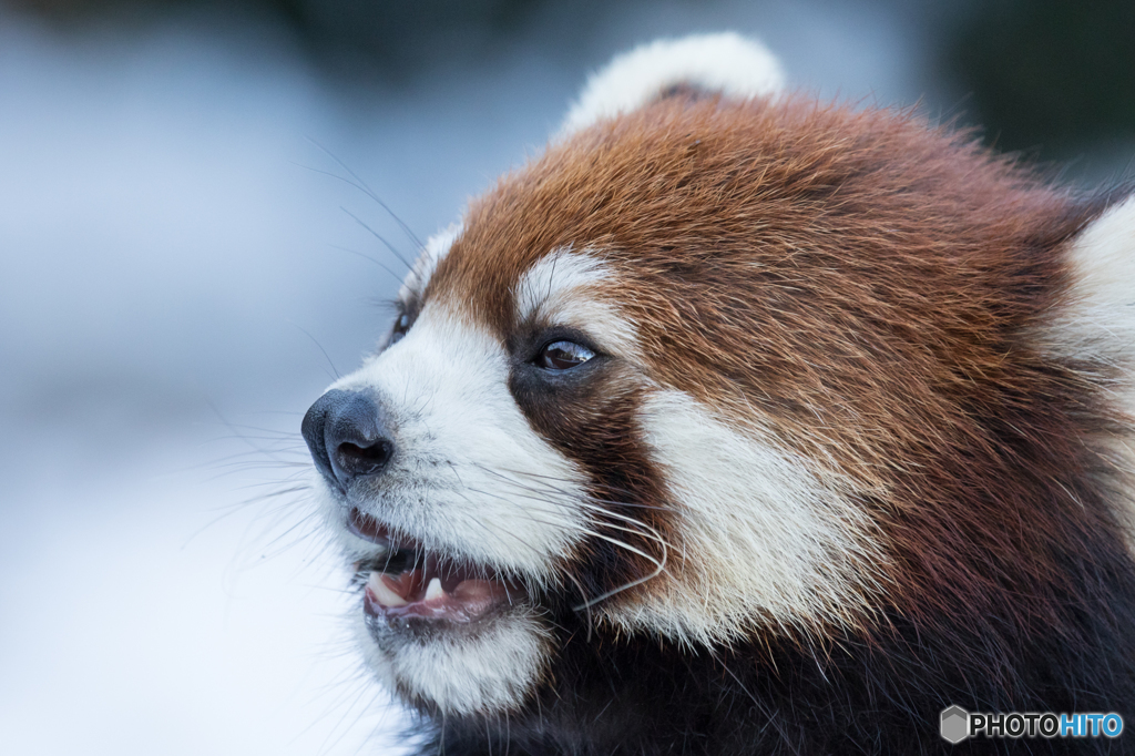 れさぱん in winter