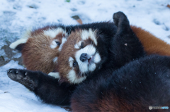 れさぱん in winter