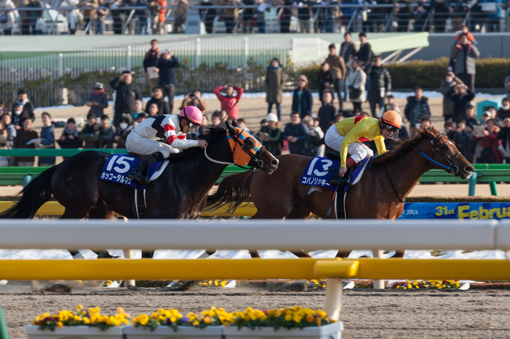東京競馬場