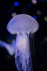 Jellyfish