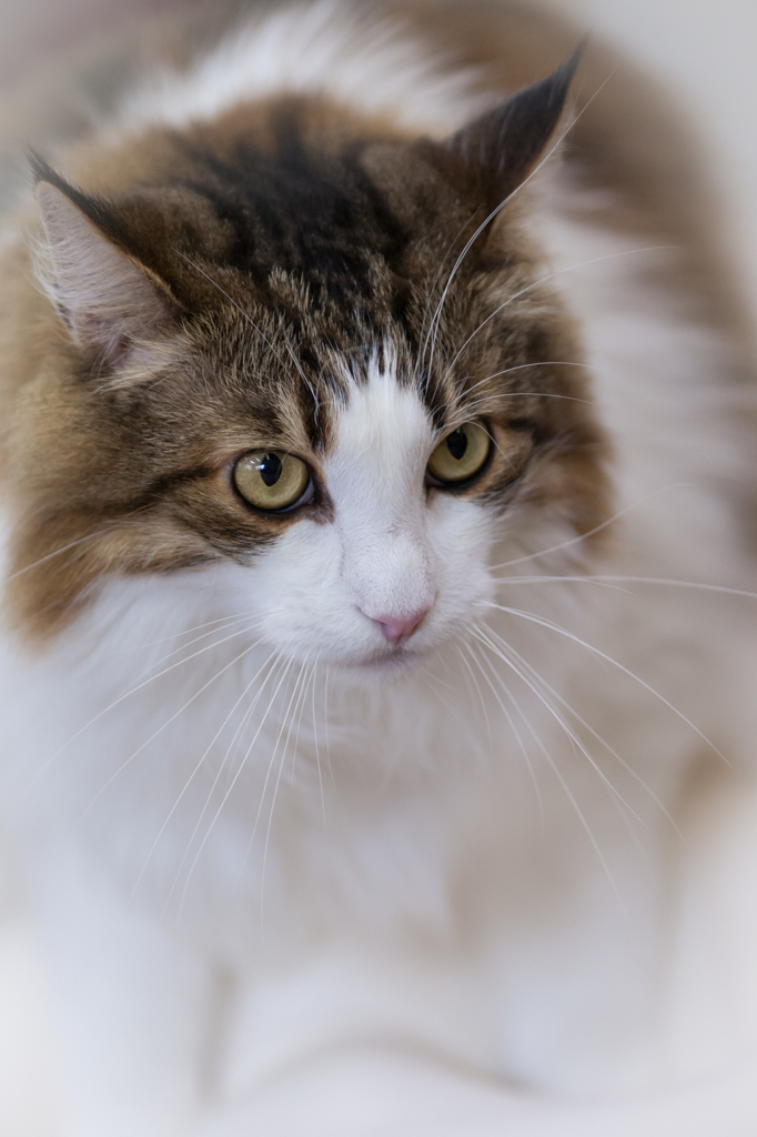 ねこ